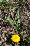 Common dandelion